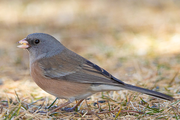 Pink-sided Dark-eyed Junco (Junco hyemalis)