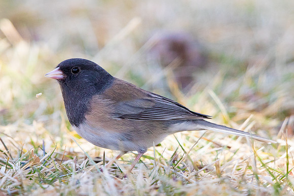 Oregon Dark-eyed Junco (Junco hyemalis),