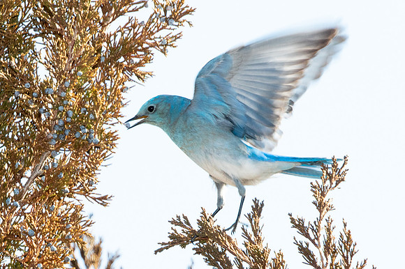 Male Mountain Bluebird (Sialia currucoides) Feeding on Juniper Berries