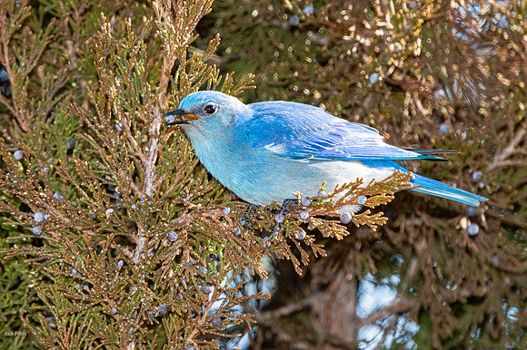 Male Mountain Bluebird (Sialia currucoides) Feeding on Juniper Berries