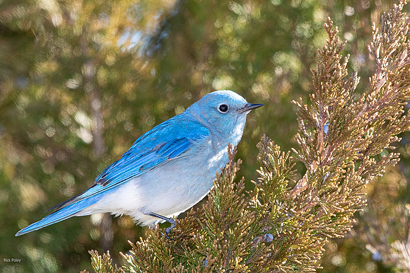 Male Mountain Bluebird (Sialia currucoides)