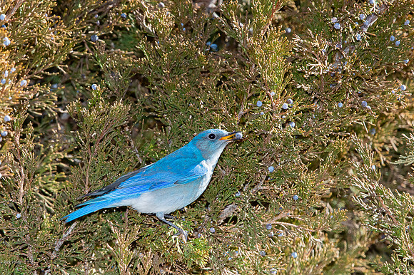 Male Mountain Bluebird (Sialia currucoides) Feeding on Juniper Berries
