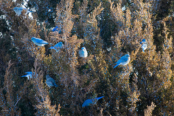Mountain Bluebirds (Sialia currucoides) Feeding on Juniper Berries