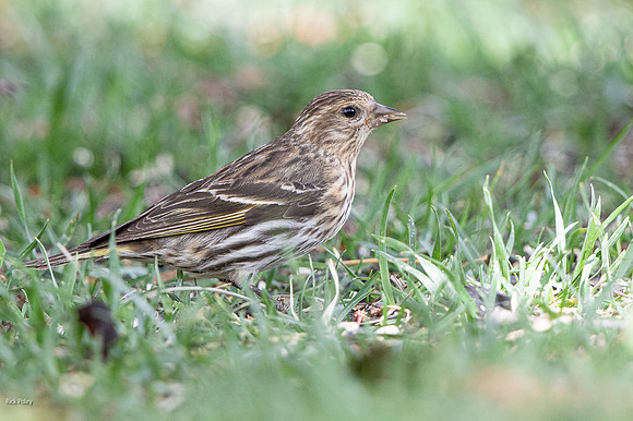 Pine Siskin (Spinus pinus)
