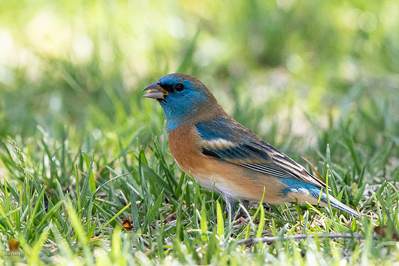 Male Lazuli Bunting (Passerina amoena)