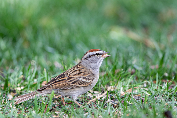 Chipping Sparrow, Chipping Sparrow (Spizella passerina)