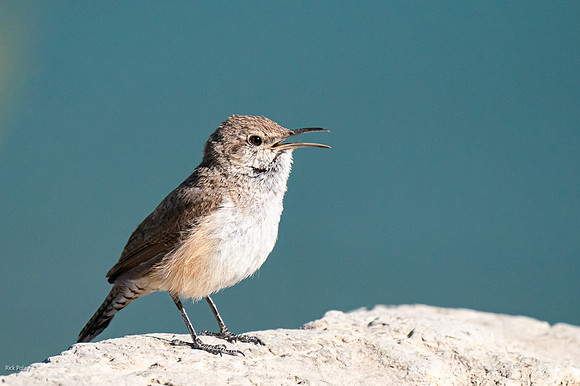 Singing Rock Wren (Salpinctes obsoletus)