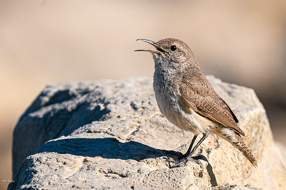 Calling Rock Wren (Salpinctes obsoletus)
