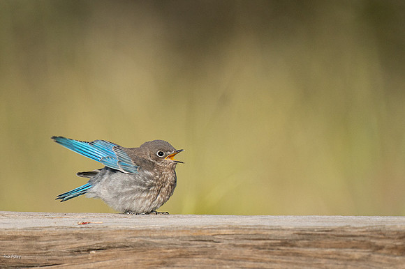 uvenile Mountain Bluebird (Sialia currucoides)