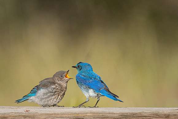 Male Mountain Bluebird (Sialia currucoides) Feeding Juvenile