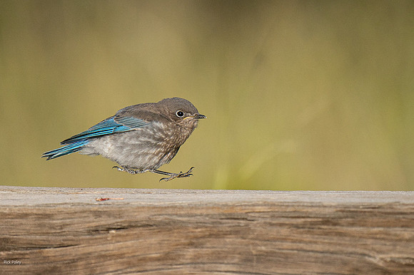 Juvenile Mountain Bluebird (Sialia currucoides)