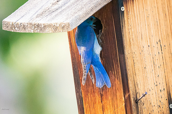 Male Mountain Bluebird (Sialia currucoides) at Nestbox