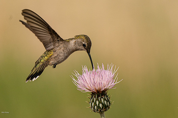 Female Black-chinned Hummingbird (Archilochus alexandri) Feeding on Thistle