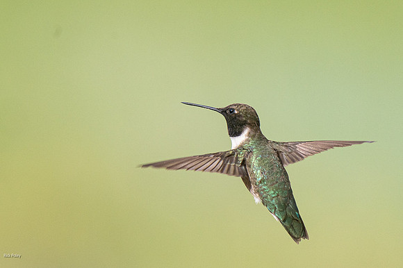 Male Black-chinned Hummingbird (Archilochus alexandri)