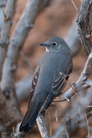 Townsend's Solitaire (Myadestes townsendi),