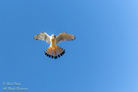 Hovering American Kestrel (Falco sparverius) NM