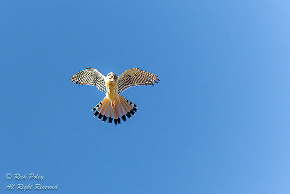 Hovering American Kestrel (Falco sparverius) NM