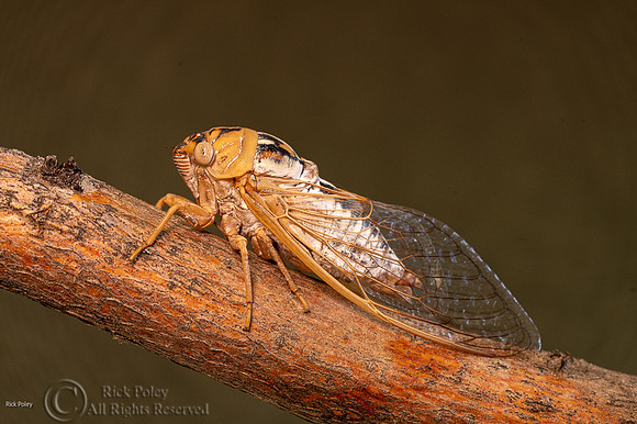 Bosque cicada (Tibicen dialbatus), NM