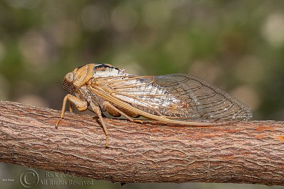 Bosque cicada (Tibicen dialbatus), NM