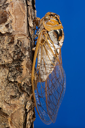 Bosque cicada (Tibicen dialbatus), NM