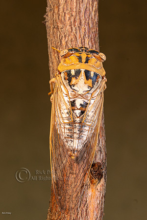 Bosque cicada (Tibicen dialbatus), NM