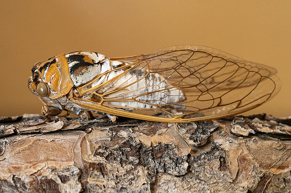 Bosque cicada (Tibicen dialbatus), NM