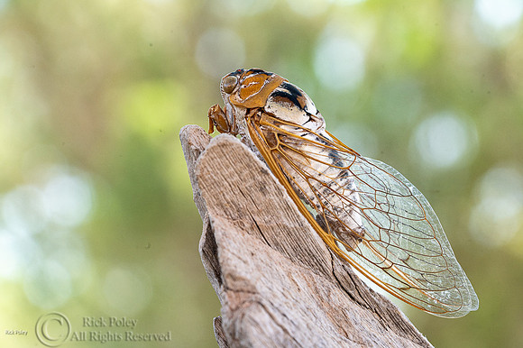 Bosque cicada (Tibicen dialbatus), NM