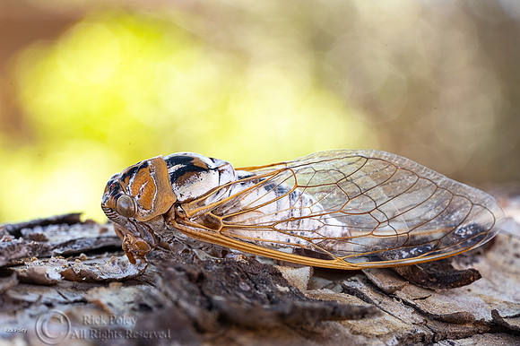 Bosque cicada (Tibicen dialbatus), NM