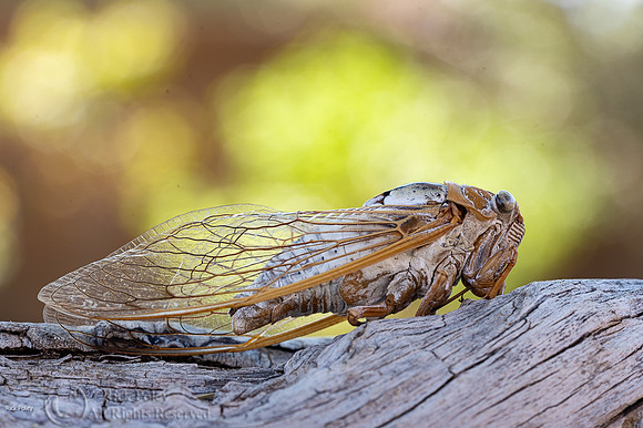 Bosque cicada (Tibicen dialbatus), NM