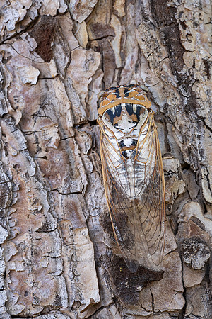 Bosque cicada (Tibicen dialbatus), NM