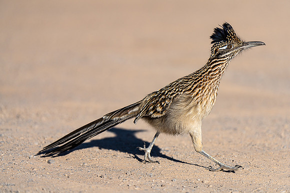 Greater Roadrunner On the Move, NM