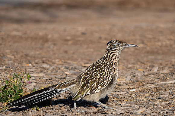 Greater Roadrunner On the Move, NM