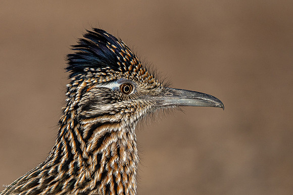 Greater Roadrunner (Geococcyx californianus) Closeup