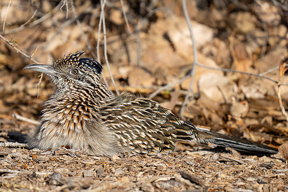 Thermoregulating Greater Roadrunner (Geococcyx californianus)