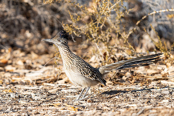 Greater Roadrunner (Geococcyx californianus), NM
