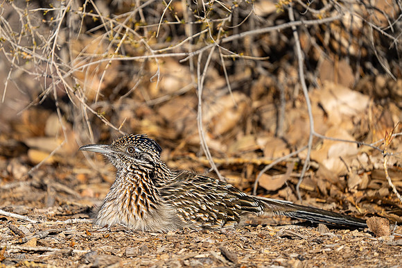 Thermoregulating Greater Roadrunner (Geococcyx californianus)