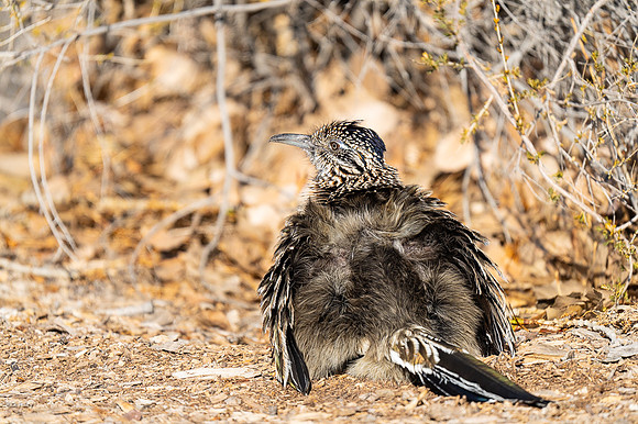 Greater Roadrunner (Geococcyx californianus), Sunbathing, NM