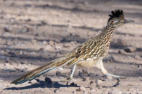 Greater Roadrunner On the Move, NM