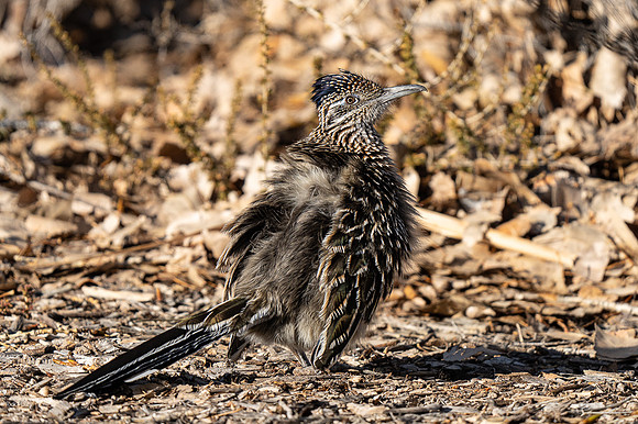 Greater Roadrunner (Geococcyx californianus) Sunbathing, NM