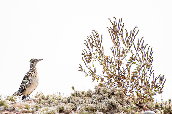 Greater Roadrunner On the Lookout, NM