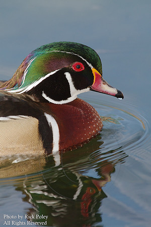 Male Wood Duck (Aix sponsa)