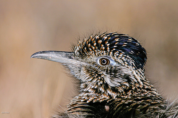 Greater Roadrunner (Geococcyx californianus) Head Portrait