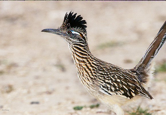 Greater Roadrunner (Geococcyx californianus);