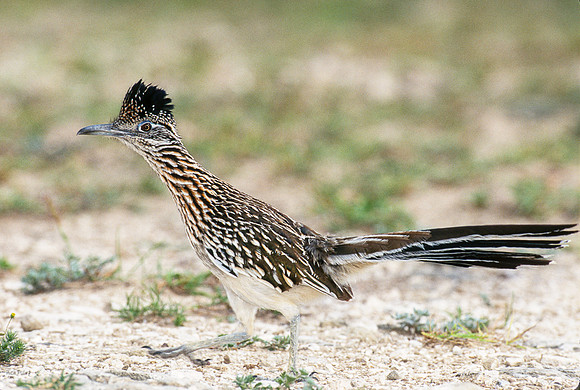 Running Greater Roadrunner (Geococcyx californianus),