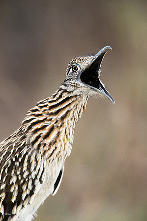 Greater Roadrunner (Geococcyx californianus) Calling