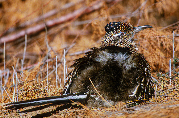 Greater Roadrunner (Geococcyx californianus) Sunbathing, NM