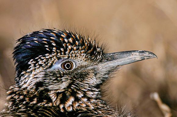 Greater Roadrunner (Geococcyx californianus) Head Portrait