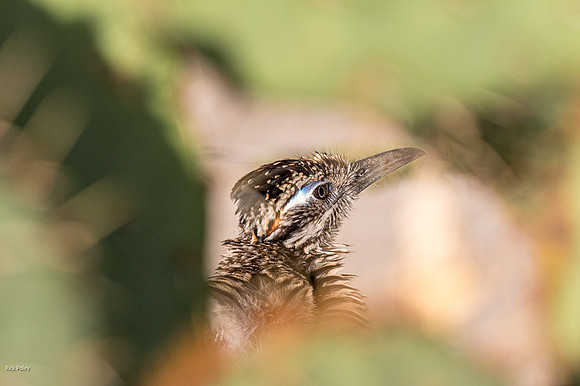 Greater Roadrunner (Geococcyx californianus)