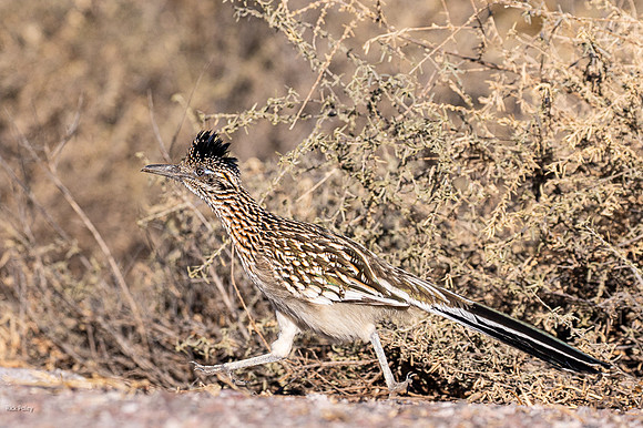 Running Greater Roadrunner (Geococcyx californianus)