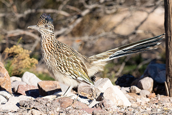 Greater Roadrunner (Geococcyx californianus)